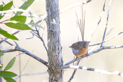 Stipiturus malachurus