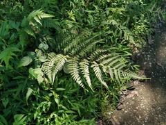 Athyrium niponicum