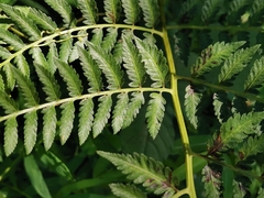 Athyrium niponicum