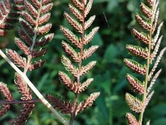 Athyrium niponicum