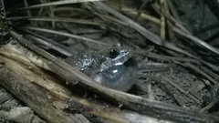 Sphaerotheca maskeyi