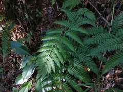 Dryopteris nipponensis