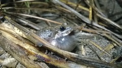 Sphaerotheca maskeyi