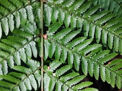 Dryopteris nipponensis