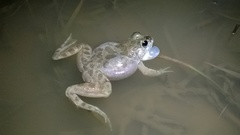 Euphlyctis cyanophlyctis