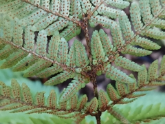 Dryopteris nipponensis