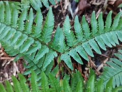 Dryopteris nipponensis