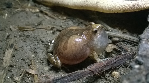 Ant Frog, Microhyla ornata