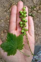 Ribes petraeum caucasicum