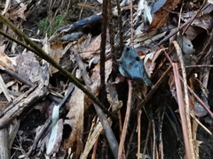 Dryopteris nipponensis