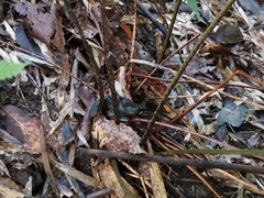 Dryopteris nipponensis