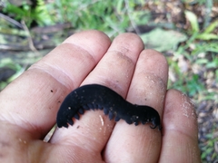 Peripatopsis capensis
