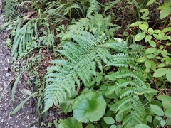 Dryopteris erythrosora