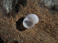 Vanikoro sigaretiformis