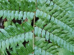 Dryopteris erythrosora