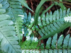 Dryopteris erythrosora