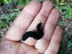 Peripatopsis capensis