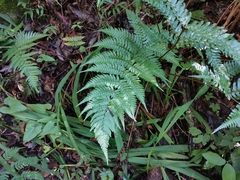 Dryopteris erythrosora