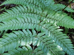 Dryopteris erythrosora