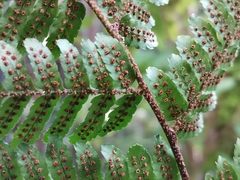 Dryopteris erythrosora