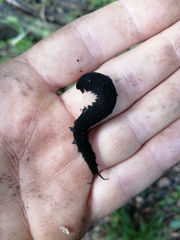 Peripatopsis capensis