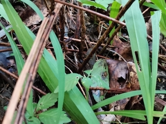 Dryopteris erythrosora