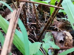 Dryopteris erythrosora