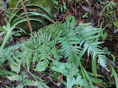 Dryopteris pacifica