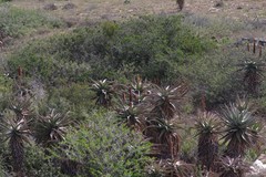 Aloe africana