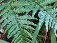 Dryopteris pacifica