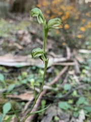 Pterostylis melagramma
