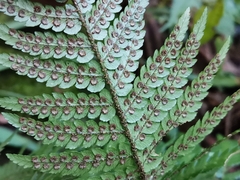 Dryopteris pacifica