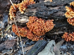 Xylobolus spectabilis