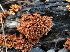 Xylobolus spectabilis