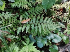 Leptogramma mollissima