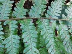 Leptogramma mollissima