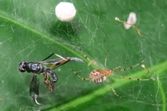 Theridion zonulatum