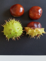 Aesculus hippocastanum