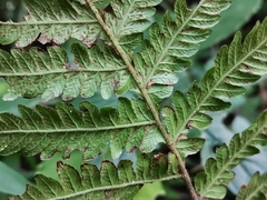 Leptogramma mollissima
