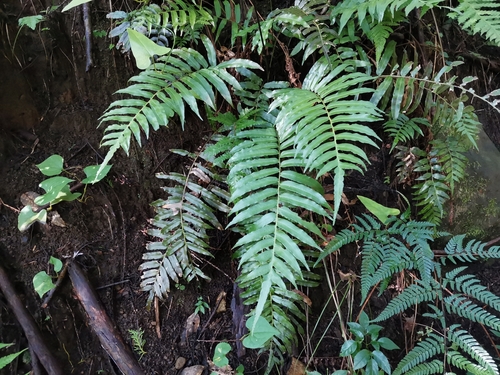 Plagiogyria japonica (Plagiogyria japonica)