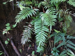 Plagiogyria japonica