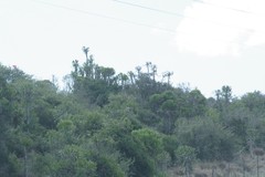 Euphorbia grandidens