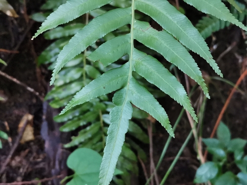 Image of Plagiogyria japonica by (c) harum.koh, some rights reserved (CC BY-SA)