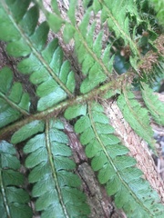 Polystichum polyblepharum