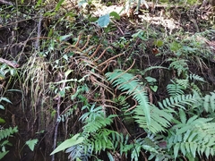 Plagiogyria japonica