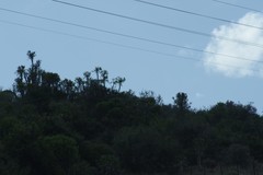 Euphorbia grandidens