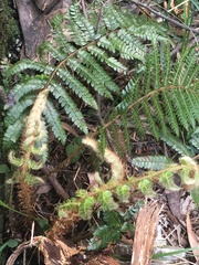 Polystichum polyblepharum