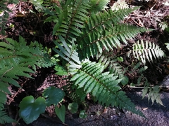 Polystichum polyblepharum