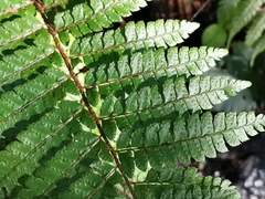 Polystichum polyblepharum