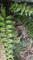 Polystichum polyblepharum